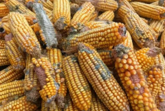 高光譜相機(jī)如何檢測糧食霉變？