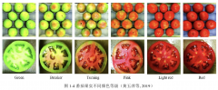 高光譜成像系統(tǒng)FS20系列針對番茄果實(shí)熟度的研究